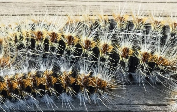 Les chenilles processionnaires